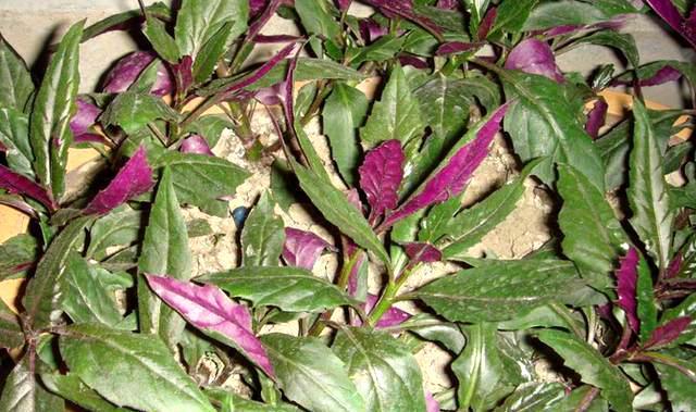观音菜的图片(观音菜的图片和紫背菜)-我的快乐小窝