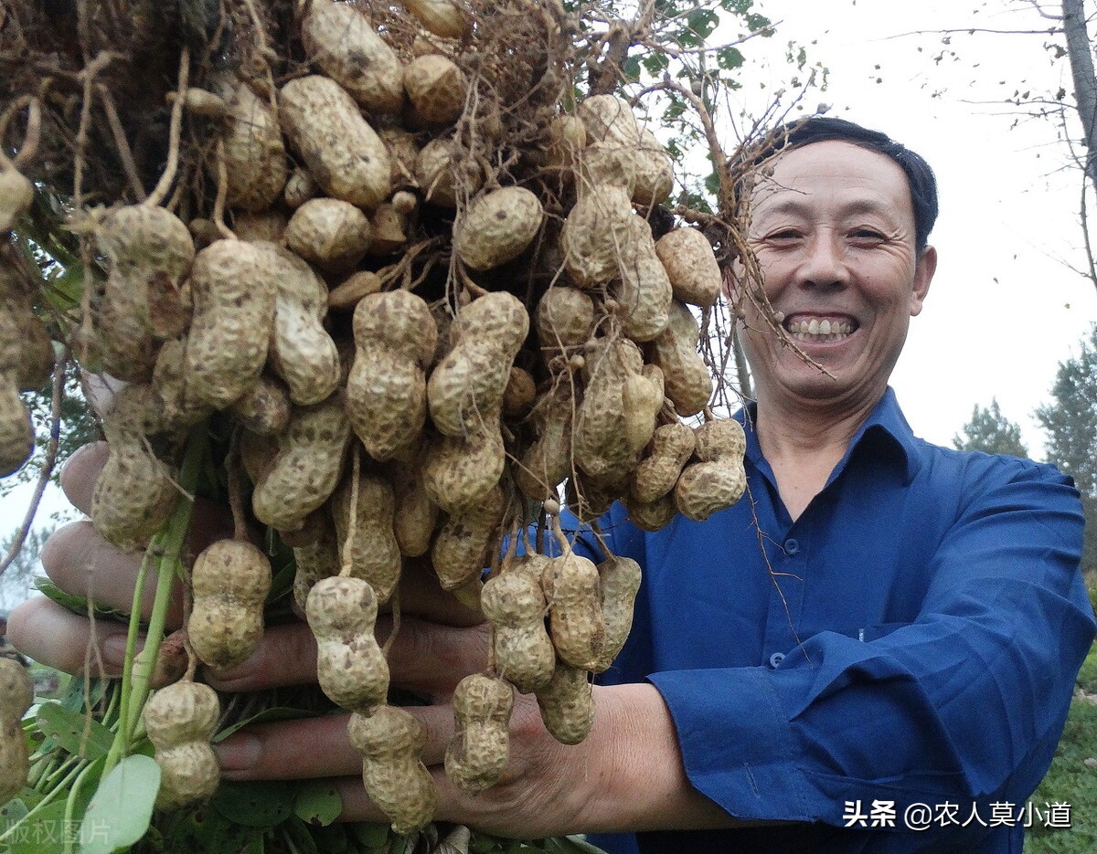 为什么农村人不愿意去卖花生油，更加热情自己种花生榨油用呢？