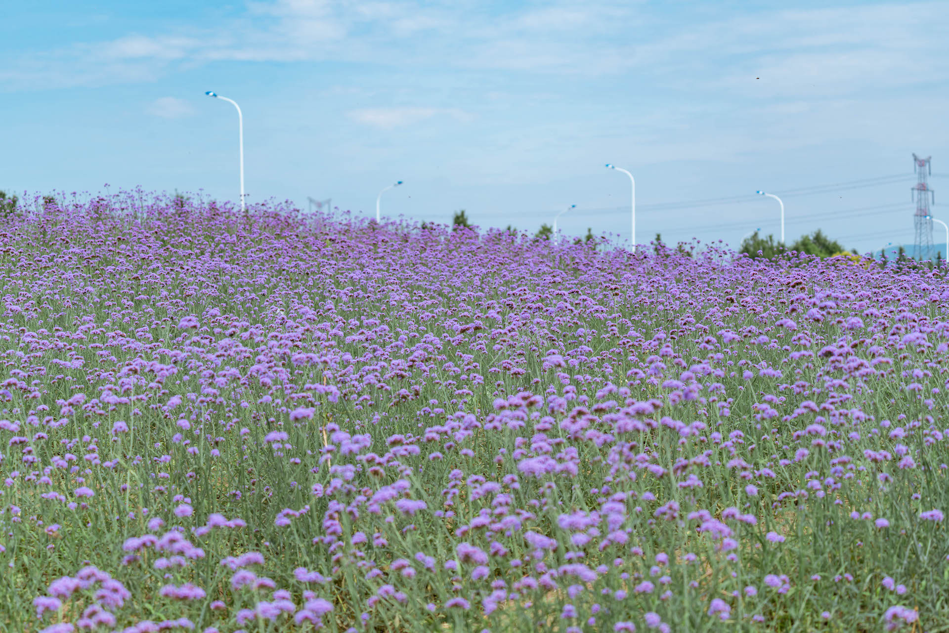 清泉,花海,荷塘,森林小屋,流连浦口的南京夏天