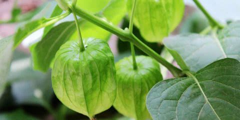 黄姑娘果的功效与作用(黄姑娘果的功效与作用每天吃几个好)-我的快乐