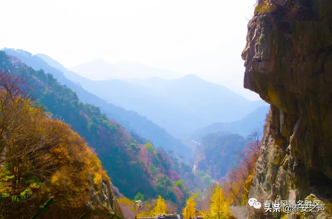 深秋泰山：一年好景君须记，最是橙黄橘绿时