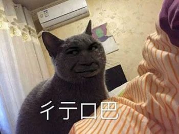 性感猫咪，在线陪聊