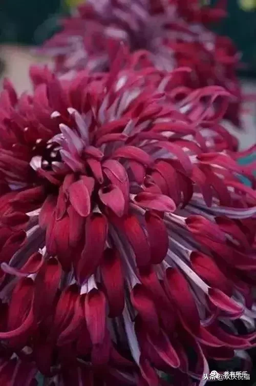 万花凋谢，秋菊傲霜（太美了！）