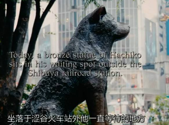 八公犬电影剧情「详细介绍」 _晶羽科技