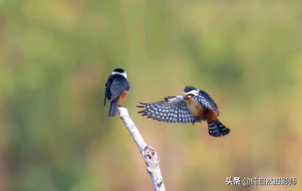 红腿小隼百科知识（中国46种鹰科之一的红腿小隼）