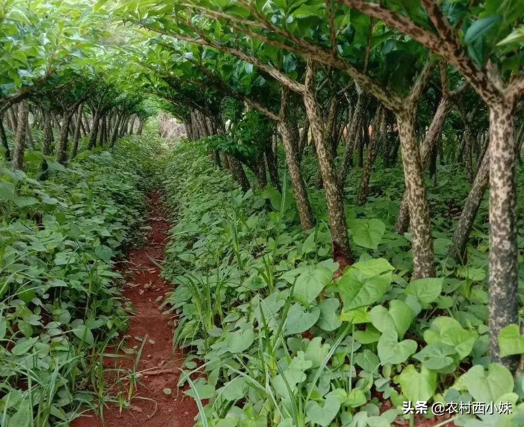 魔芋的种植技术介绍（魔芋的种植与管理方法）