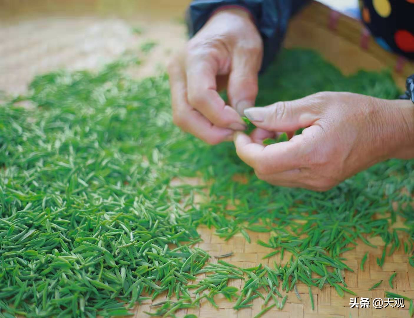 千锤百炼，终得雨花！探索雨花茶的制作工艺