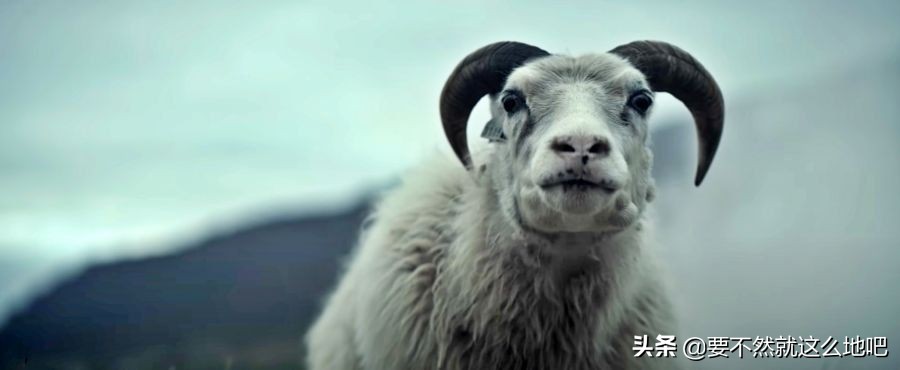 冰岛电影，羊群中出现羊头人身的小孩，脑洞大开猎奇暗黑成人寓言