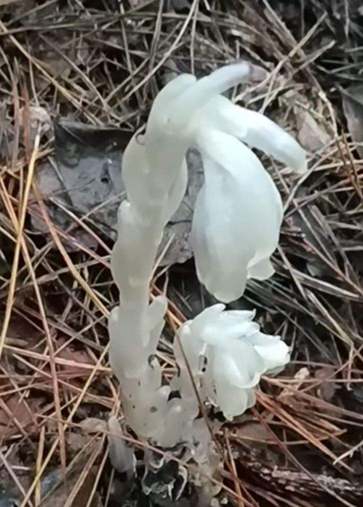 野生兰花变异图片