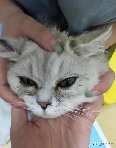 猫咪眼部分泌物不容忽视！预防眼部疾病，清洁和健康饮食很重要