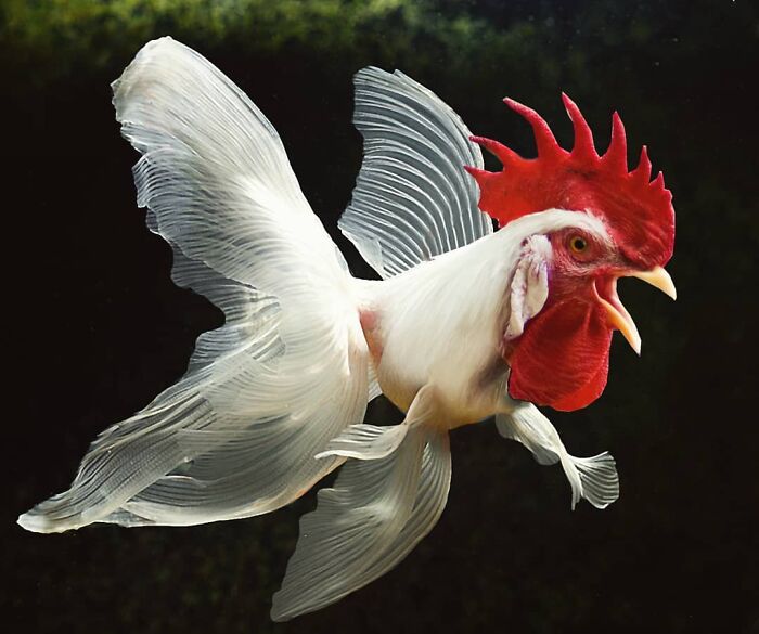 一组艺术家的疯狂照片拼贴画,白雪公主喝多也吐,建国的发现