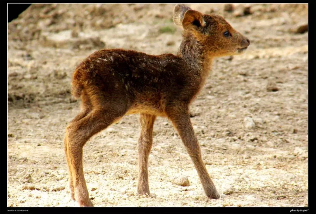獐子图片(獐宝宝出生没几天，就会被开膛破肚，只为取出它胃里的“奶酪”)