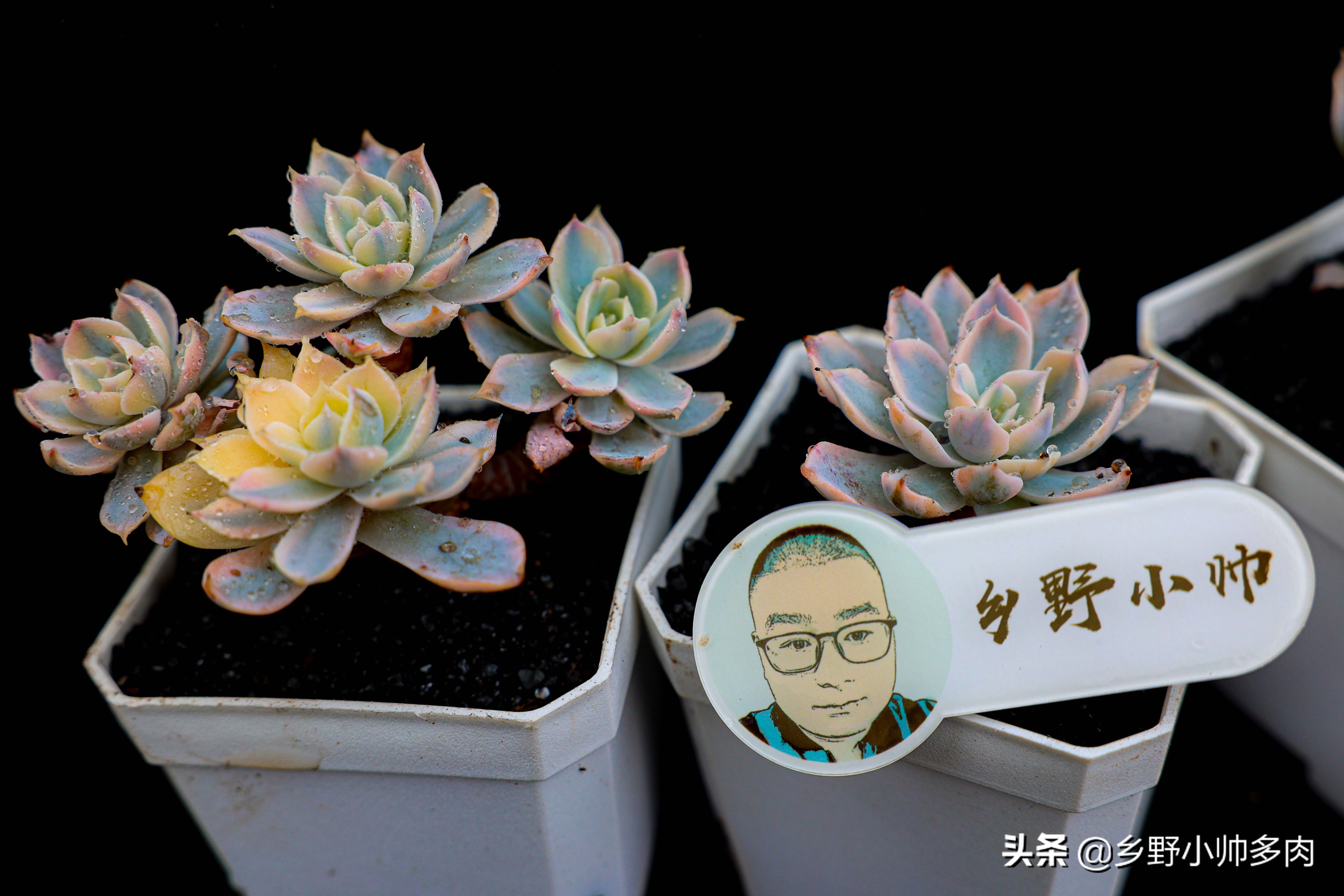 皮世锦多肉怎么养忌讳什么「精心整理」 -骁龙网