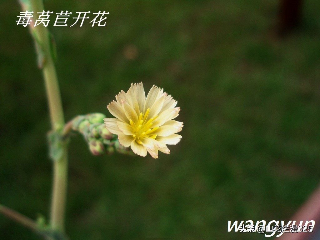 认识有毒野菜——毒莴苣