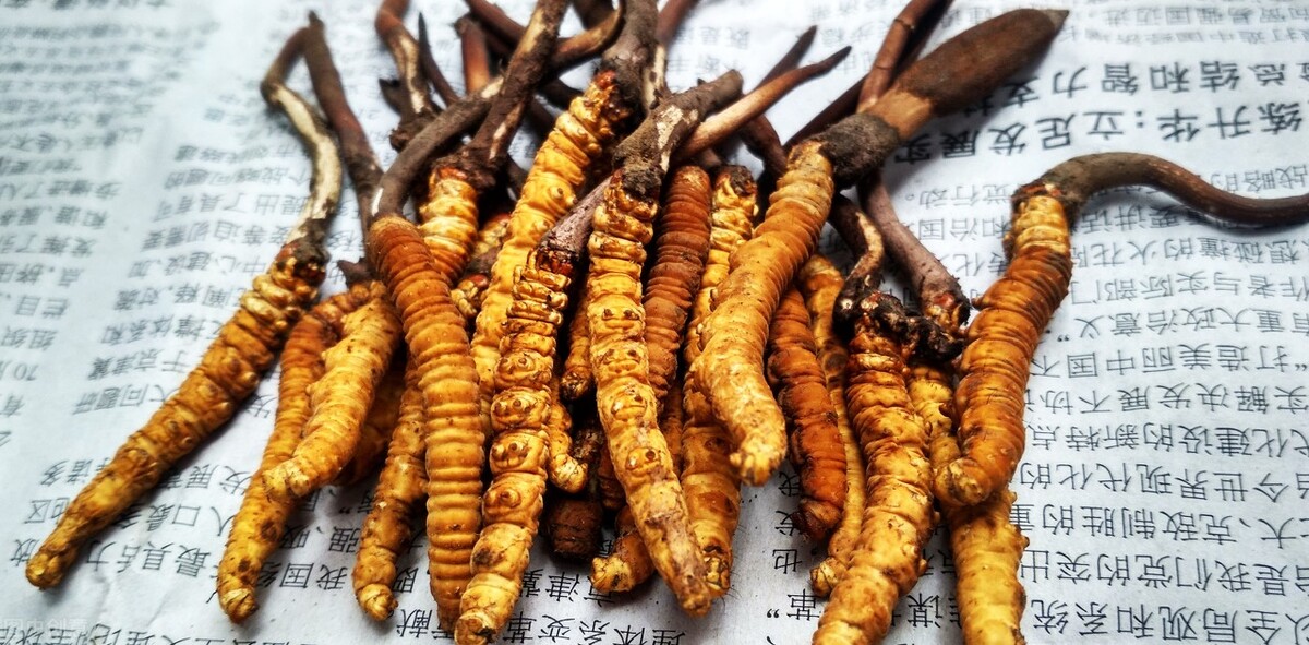 百令胶囊十大功效：冬虫夏草粉剂保肾护肾的药用价值解析