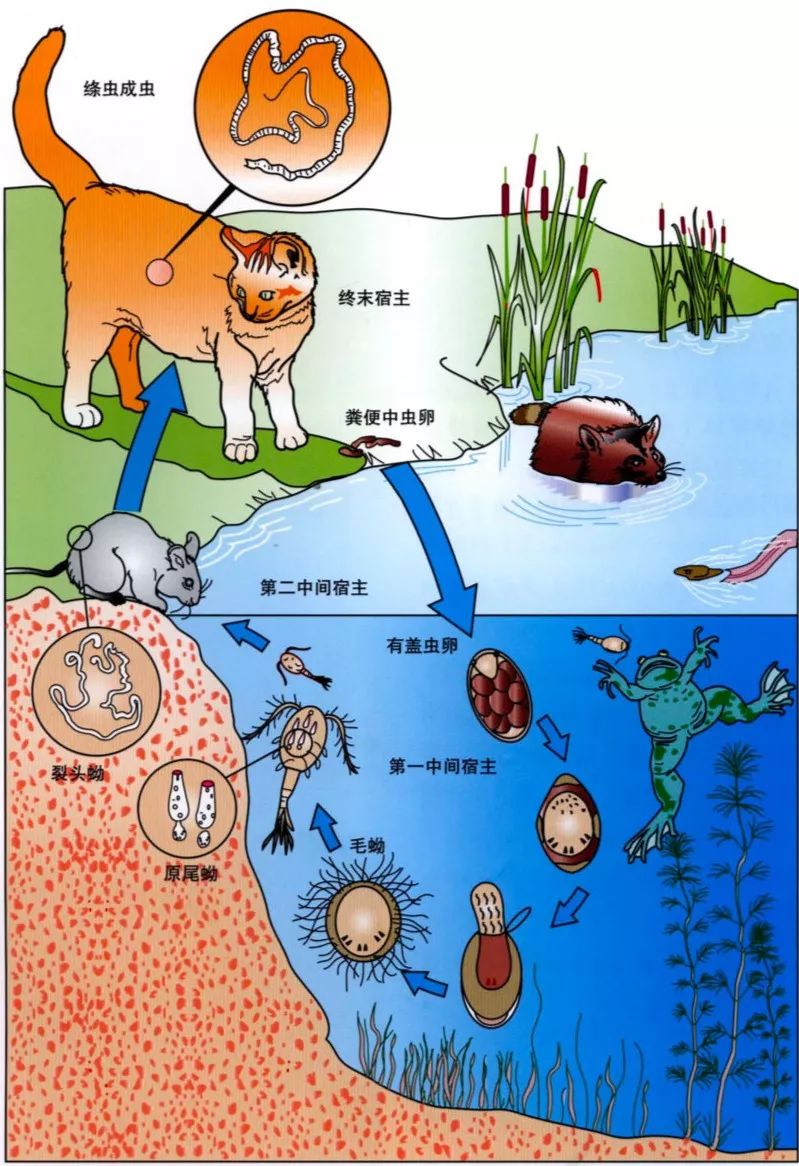 好物使用说明——博来恩成猫外驱