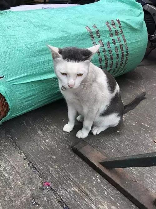 什么是八字脸 什么叫八字脸猫 - 时代开运网