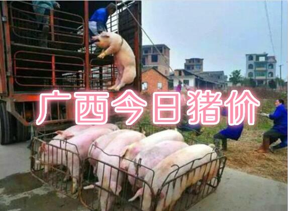今日广西河池百色猪价「今日广西河池天气」