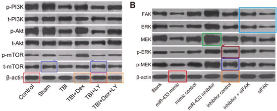 江苏师范大学发表的SCI论文被质疑
