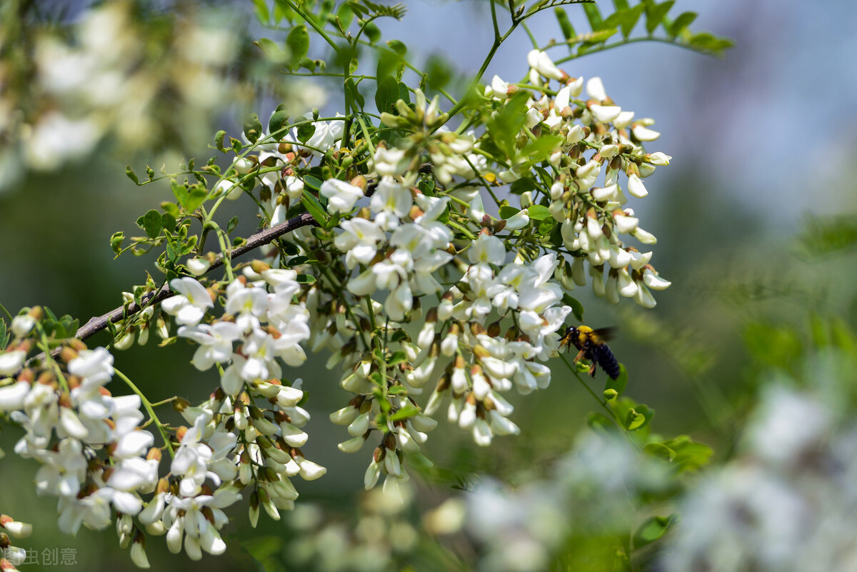榆钱很好吃扩写句子(18岁通过) - 火句子
