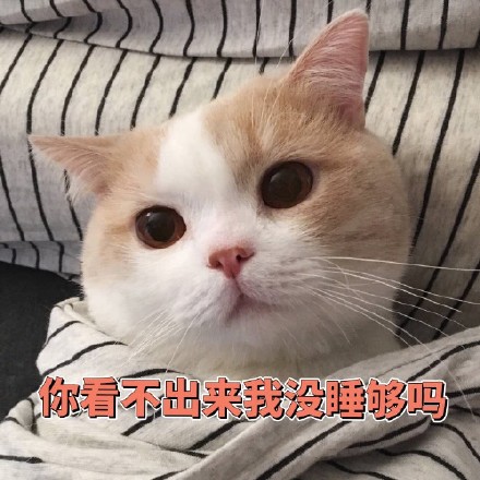 猫咪表情包：今天也是元气满满的一天