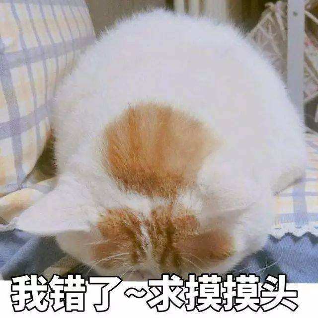 猫咪认错表情包合集