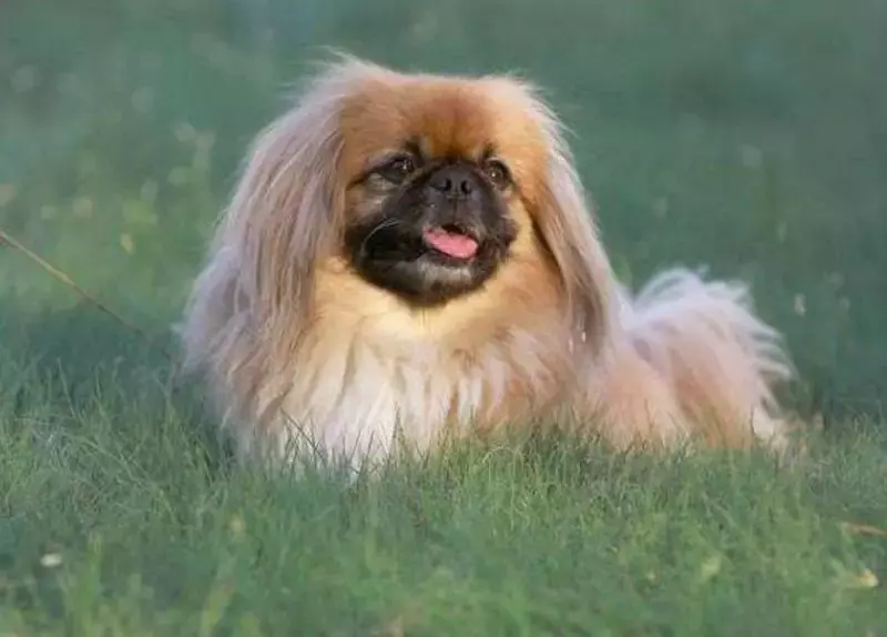 京巴犬的毛也比较长,它们也是非常喜欢掉毛的,而且这