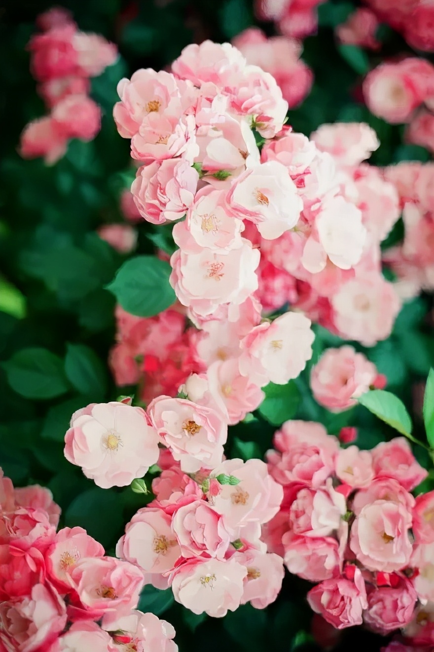 路過花牆，花做籬笆，詩意為牆