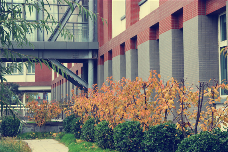 郑州民办初中全视角——璀璨的明珠：枫杨外国语学校