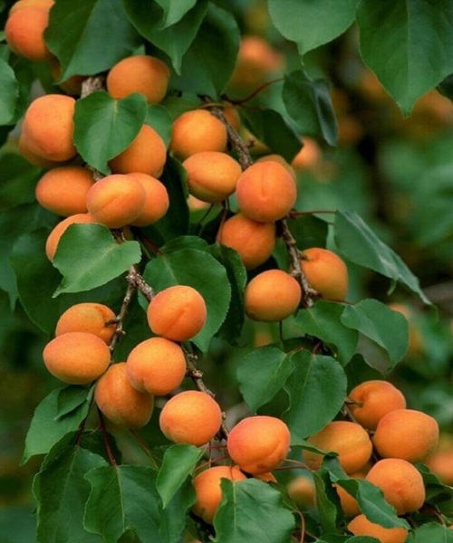 杏树种植,杏树种植时间和方法