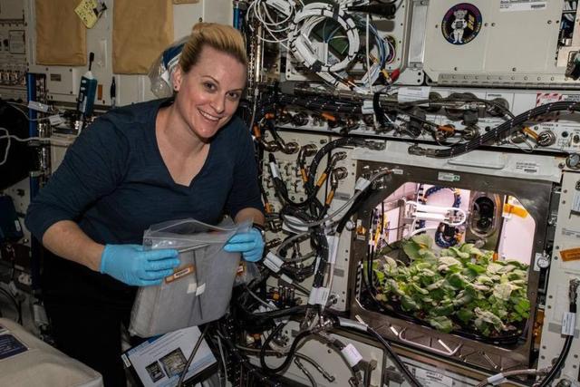 NASA收获人类史上第一批“太空萝卜”！太空蔬菜真的能吃吗？