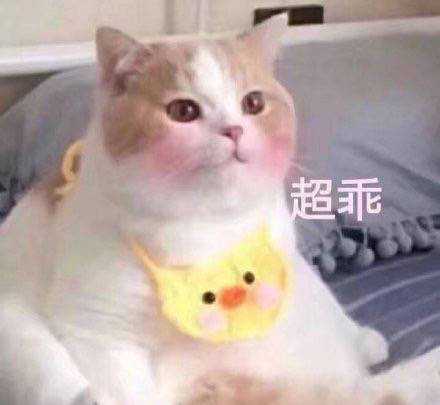 猫咪表情包：骗你是小猫