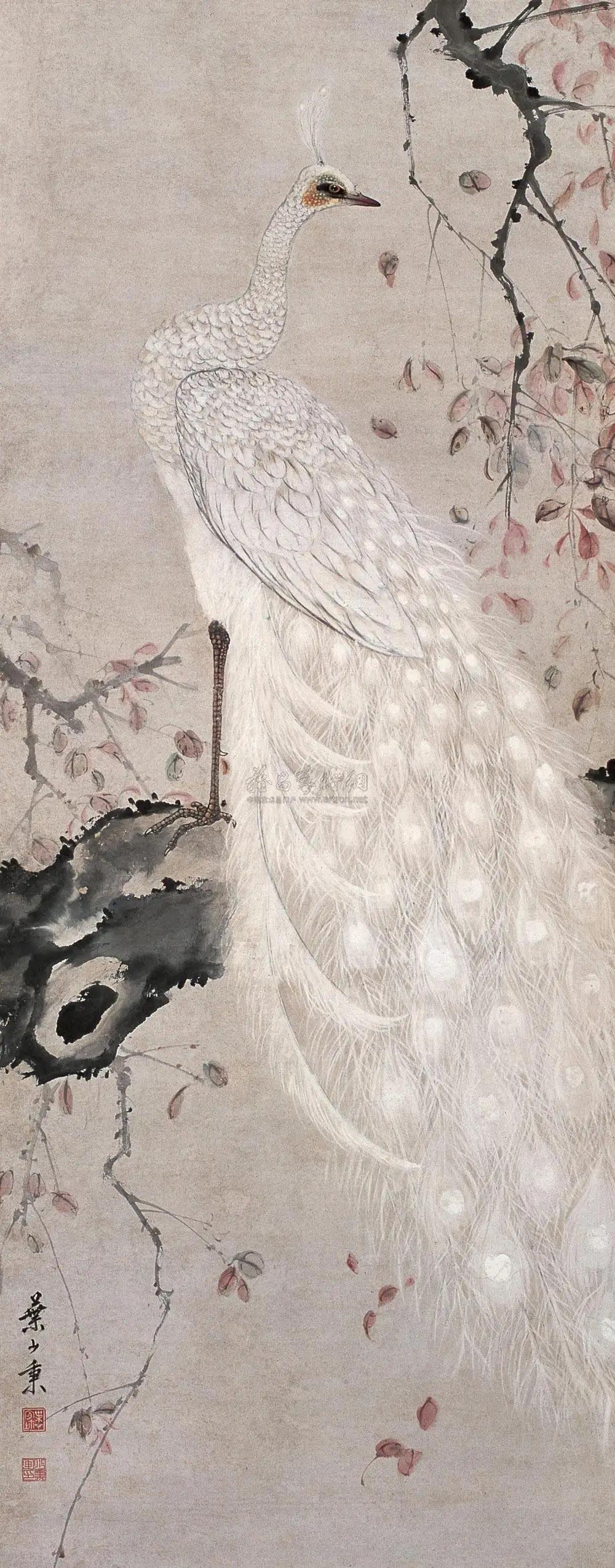 孔雀东南飞！高贵、冷艳的白孔雀