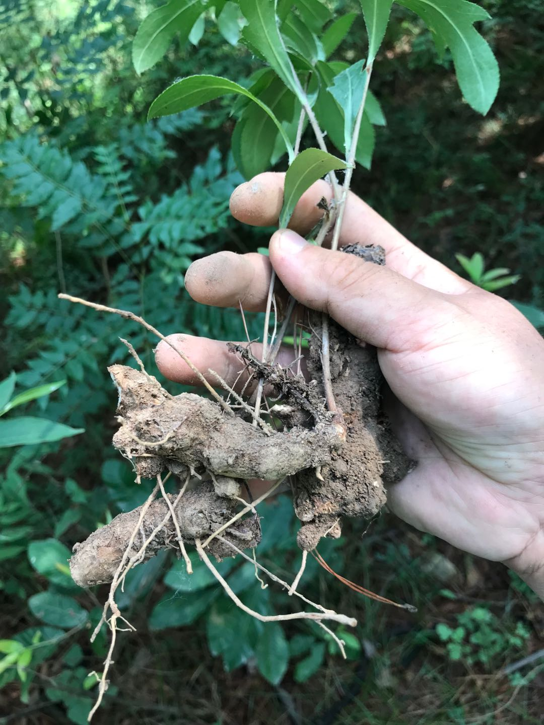 避秽解毒,燥湿健脾,堪称"植物抗生素"的苍术