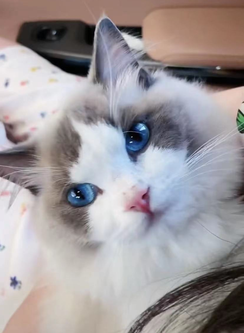 博猫注册代理注册(网红被指博眼球) - 燕来学堂