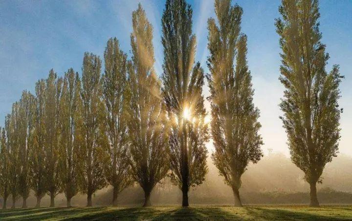 2021高考必读：现代文物象的“四大情感意蕴”和“五大经典手法”