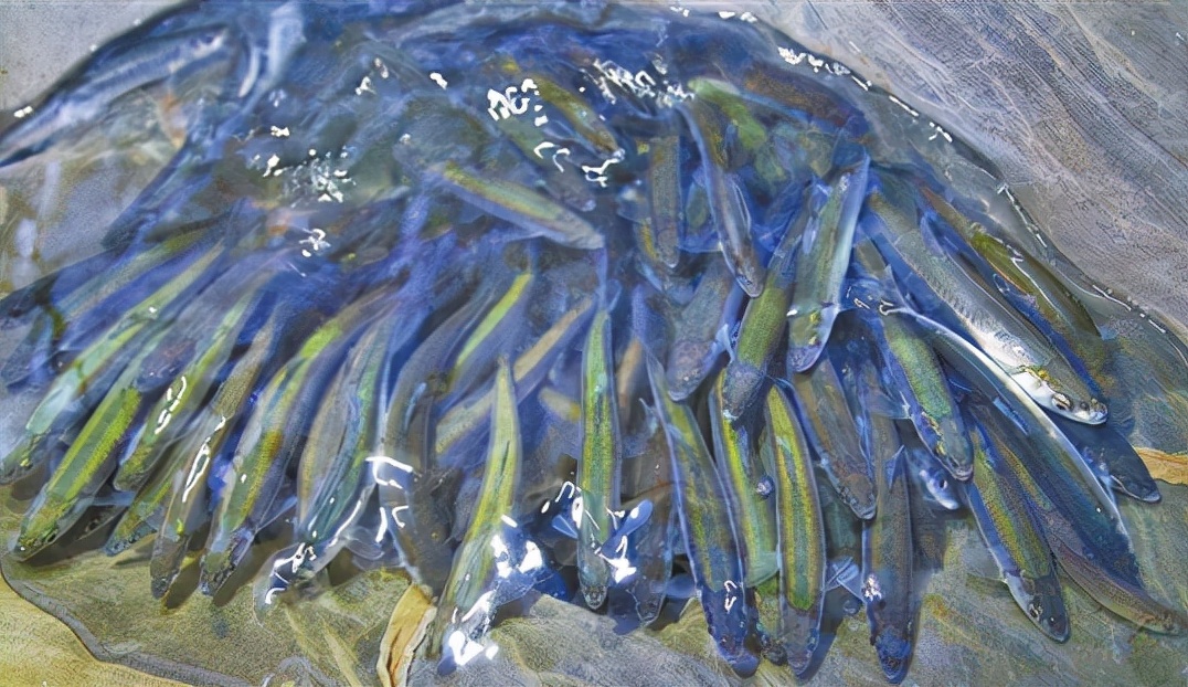 抗浪鱼:曾获康熙青睐成朝廷贡品,差点吃到灭绝,如今150元1斤