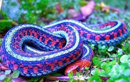 世界上最漂亮的蛇图片(世界上已知的3000多种蛇)