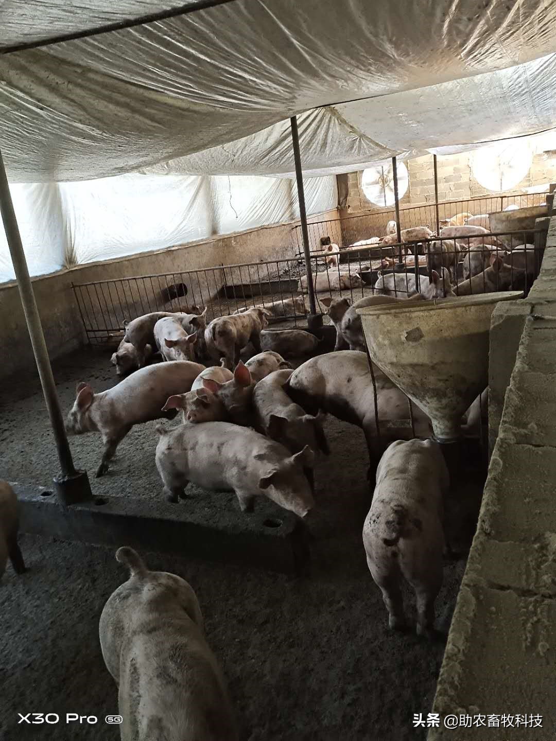 这个猪场长期在自配料中添加养猪专用复合益生菌效果好，猪病减少