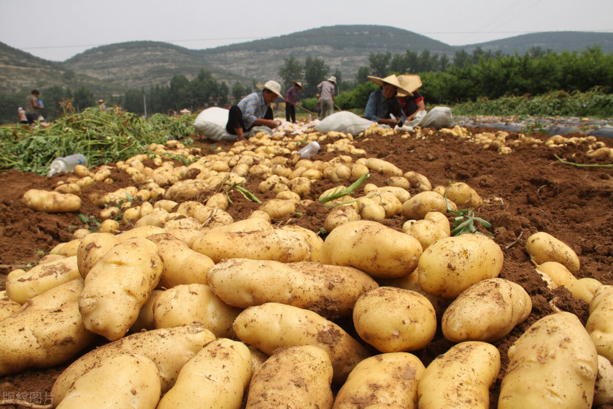 24种蔬菜降价，土豆一斤亏8毛，冬瓜大降39%，有人欢喜有人忧
