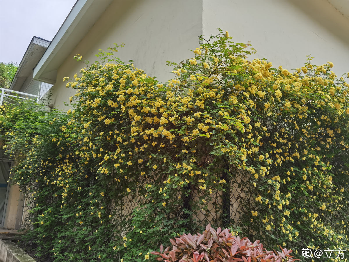 木香花为什么不能种？容易“上房揭瓦”，栽种一定要谨慎-第17张图片