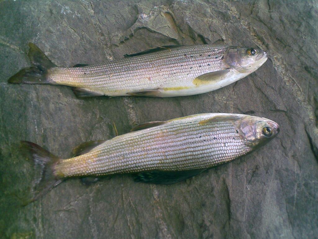 看看有你常吃的吗你经常吃吗