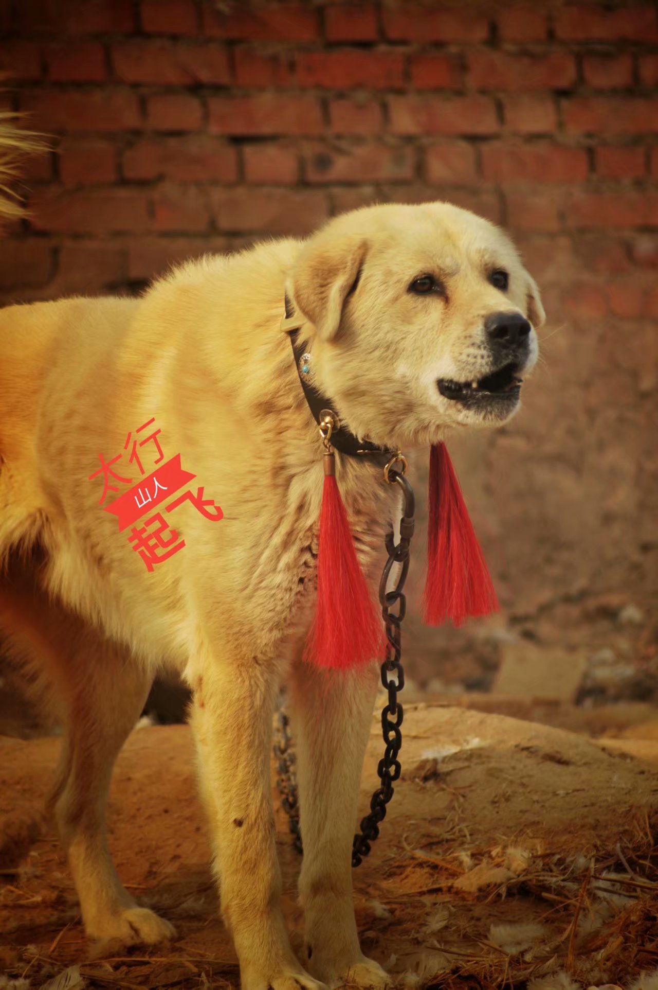 中国本土原生犬有多少类型，作为中国人你应该知道！