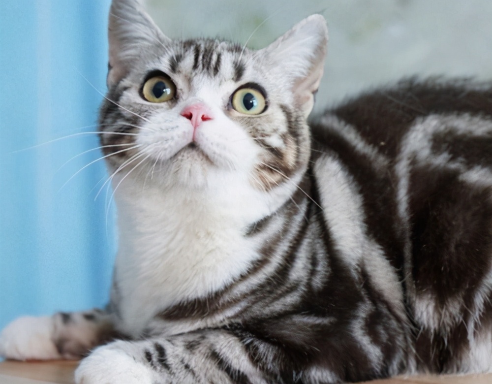 世界名猫品种寿命排行榜：从波斯猫到缅因猫的长寿秘密