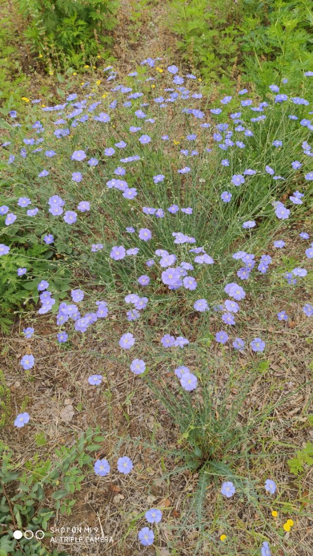 浅夏寻芳，无名小花也绽香。