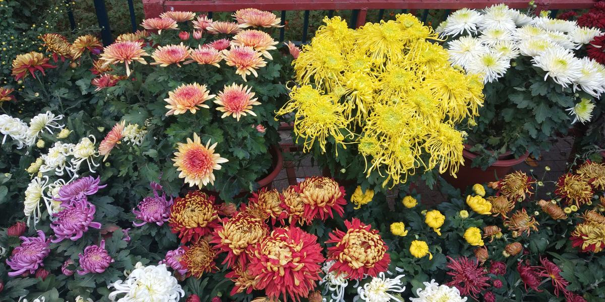 不同节日送的花（适合送花的节日）