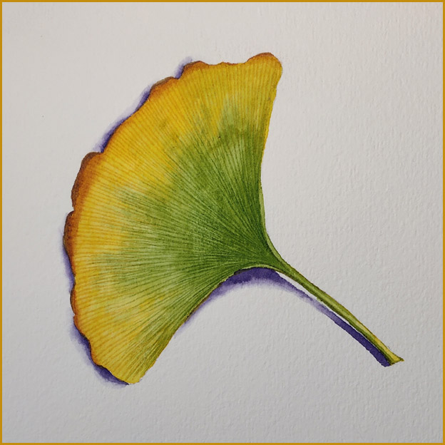 银杏叶简笔画(原创水彩入门教程-秋天的银杏叶)