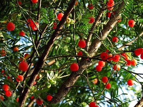 神秘树皮中提取的紫杉醇,一种可以让癌细胞"丧胆"的抗肿瘤药