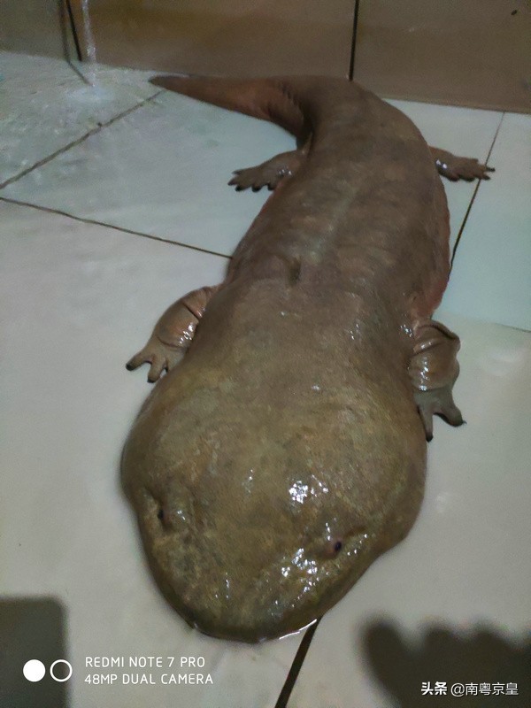 清远北江河边有个小渔村~白庙，还有个娃娃鱼养殖基地雪鲵庄园