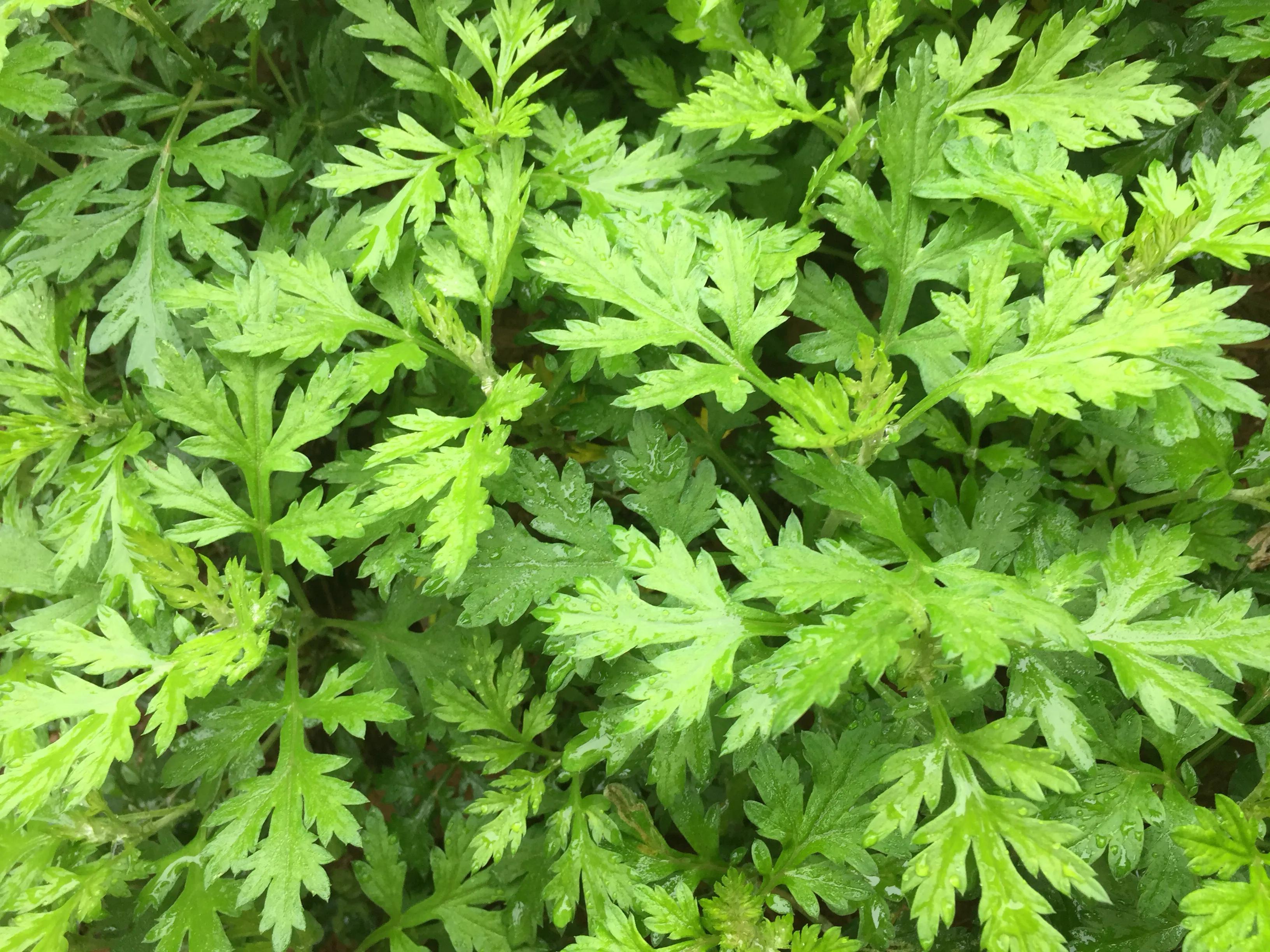 家有三年艾,郎中不用找,用来做药膳汤,对女性有好处,早知早好